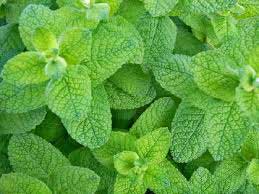 ペパーミント ドテラ通販